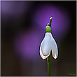 Frühling einläuten