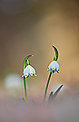 Frühlingsknoten-Blumen