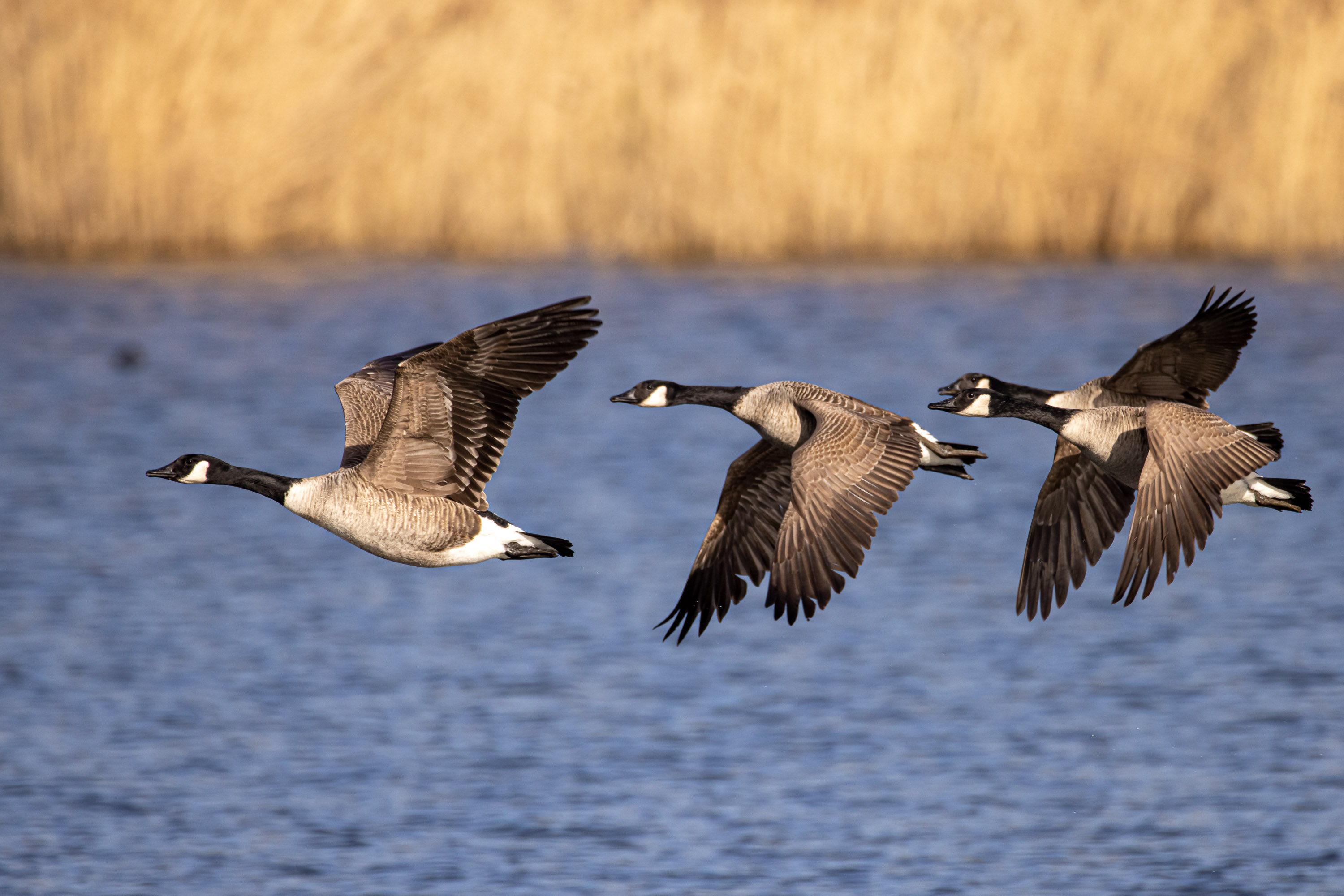 Fluggeschwader