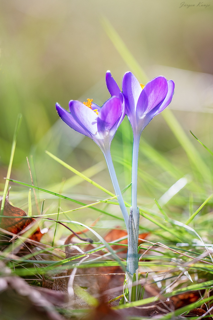 Wüste Frühlingswiese