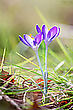 Wüste Frühlingswiese
