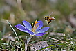Biene im Anflug