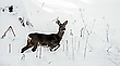 Im tiefen Schnee