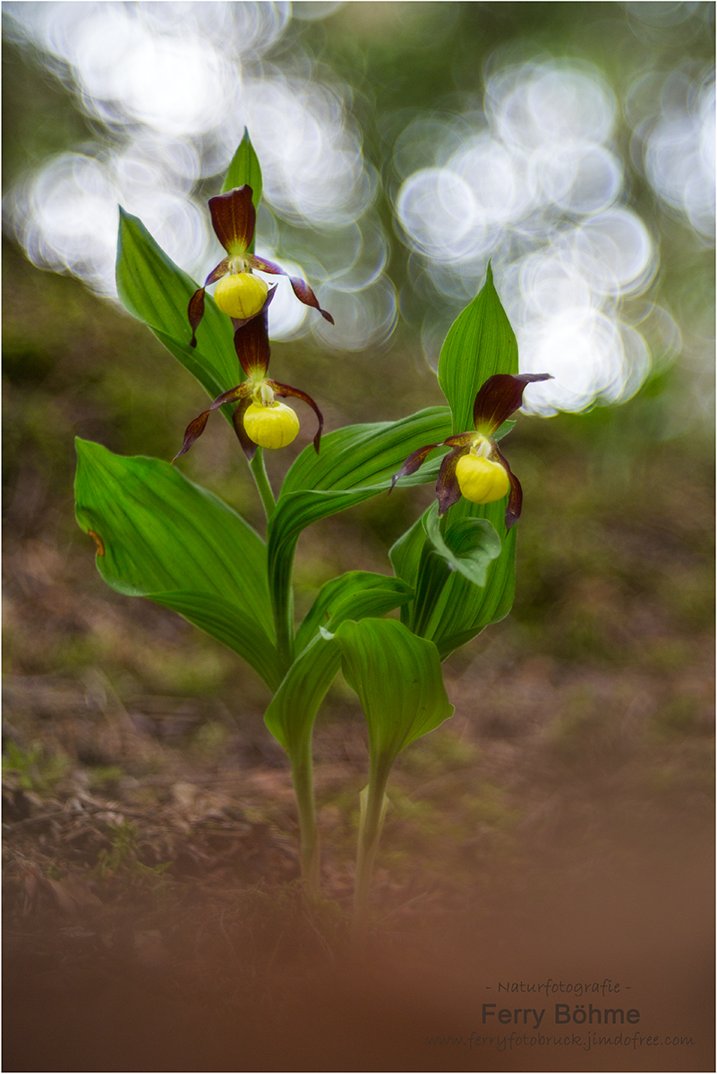 Die Königin der Orchideen ...