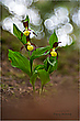 Die Königin der Orchideen ...