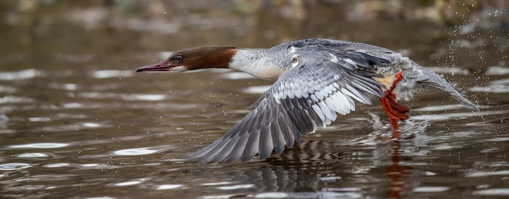 Gänsesäger