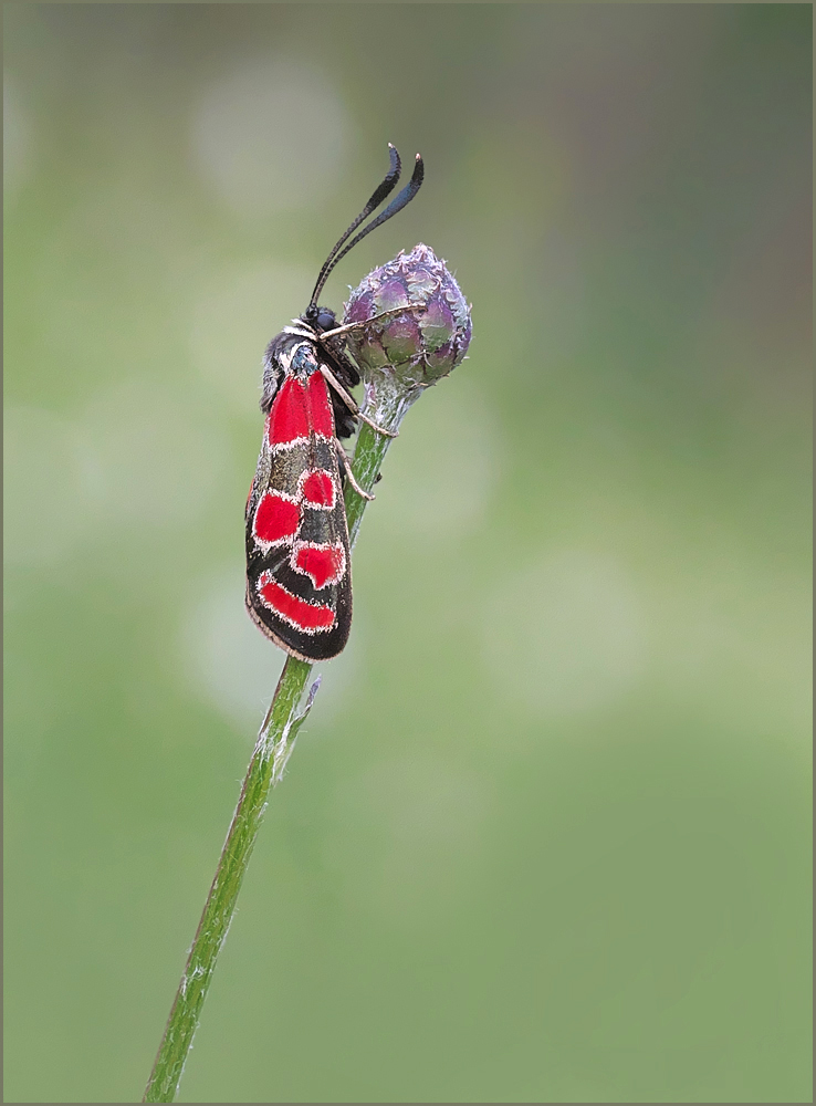 *Zygaena carniolica*
