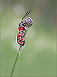 *Zygaena carniolica*