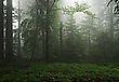 Nebelwald