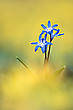 "Blaugelb"