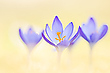Krokus