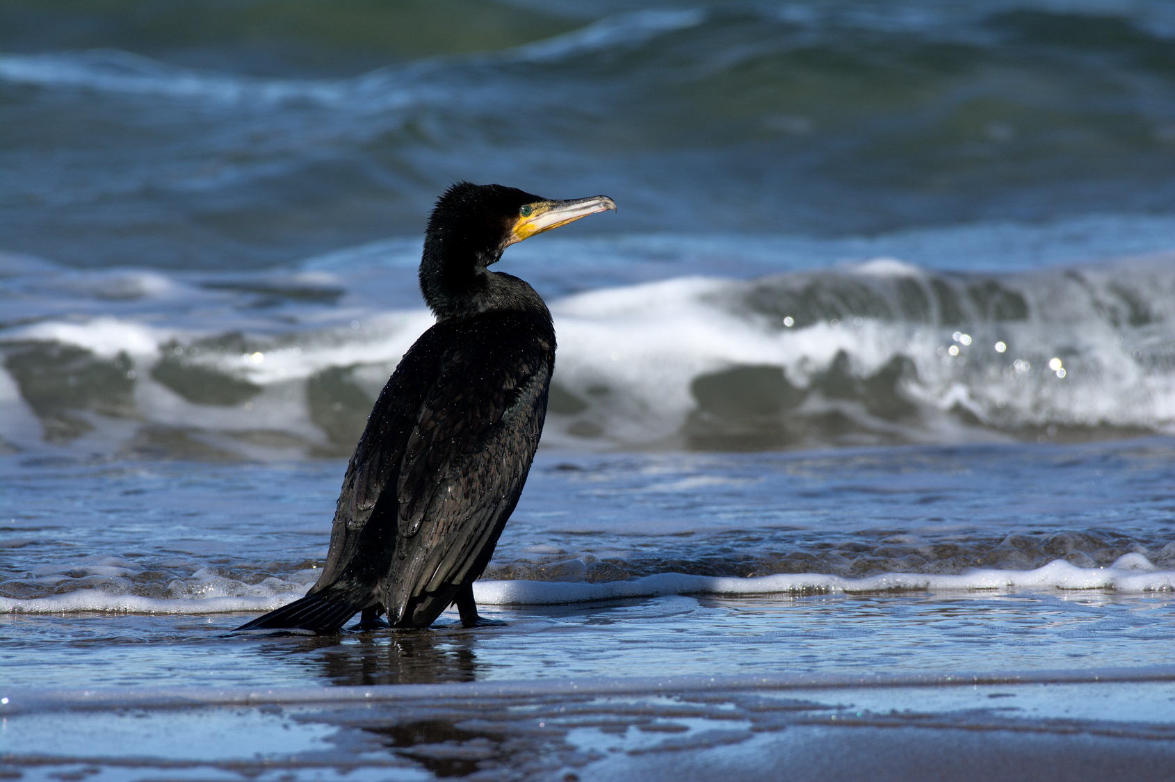 Flaneur am Strand
