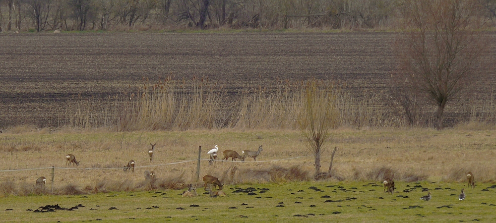 Wildlife - Szene