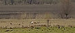 Wildlife - Szene
