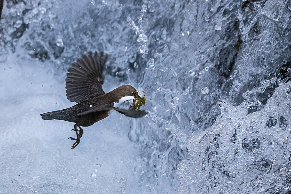 Wasseramsel