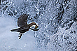Wasseramsel