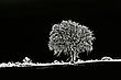 "Mein" Baum