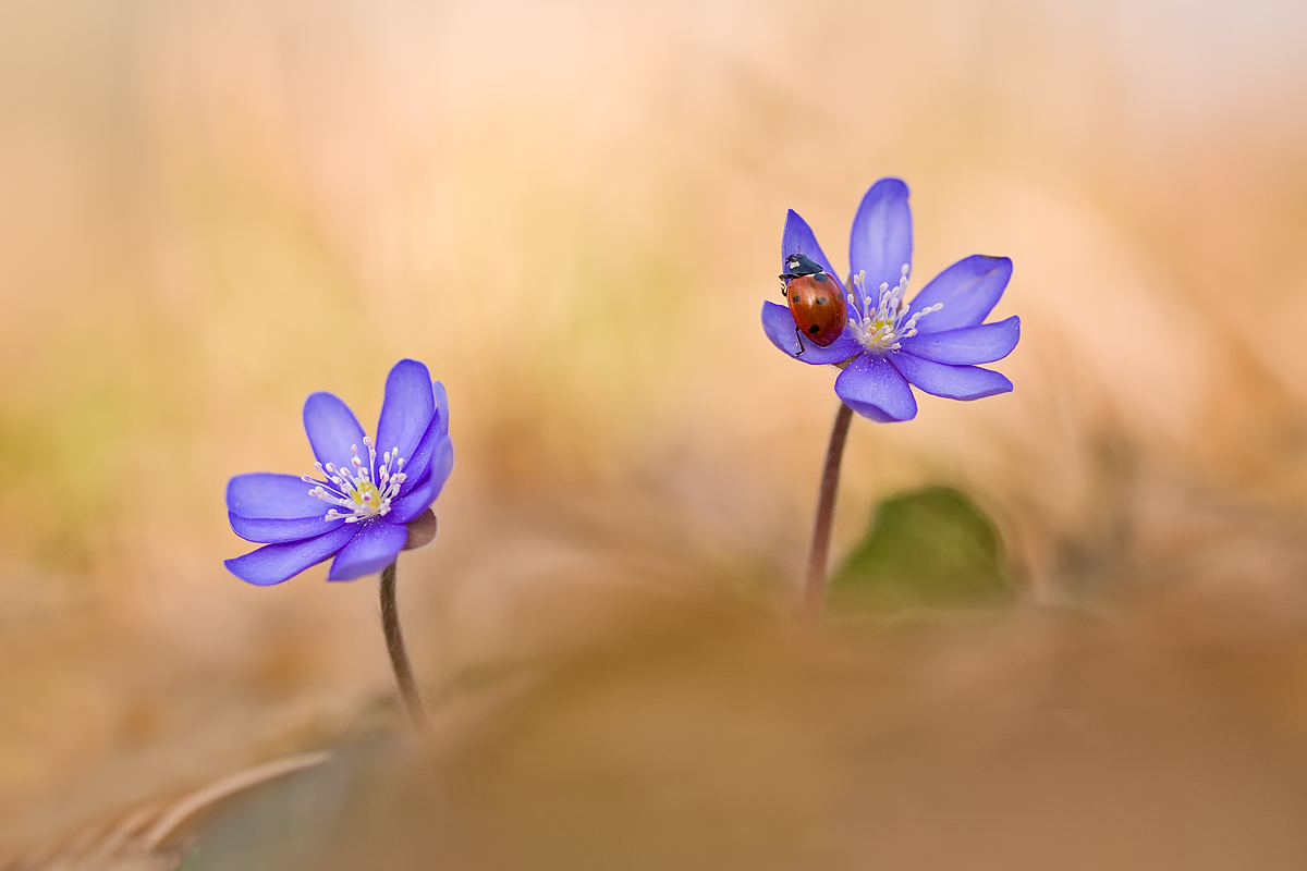 Frühling - I