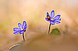 Frühling - I