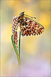 Natterwurz-Perlmutterfalter (Boloria titania)