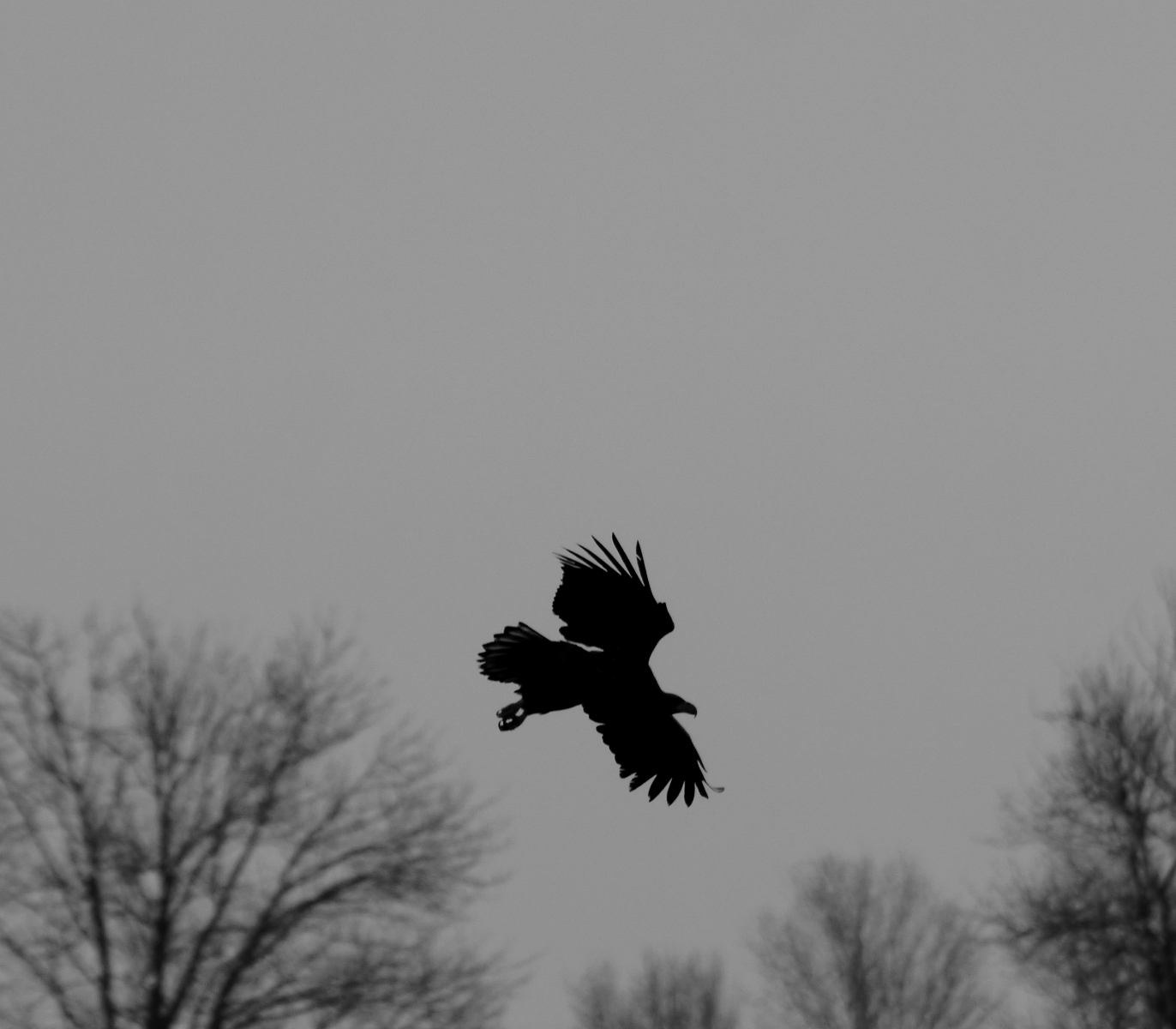 Greifvogeldrama in s/w  A