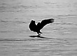 Greifvogeldrama in s/w B