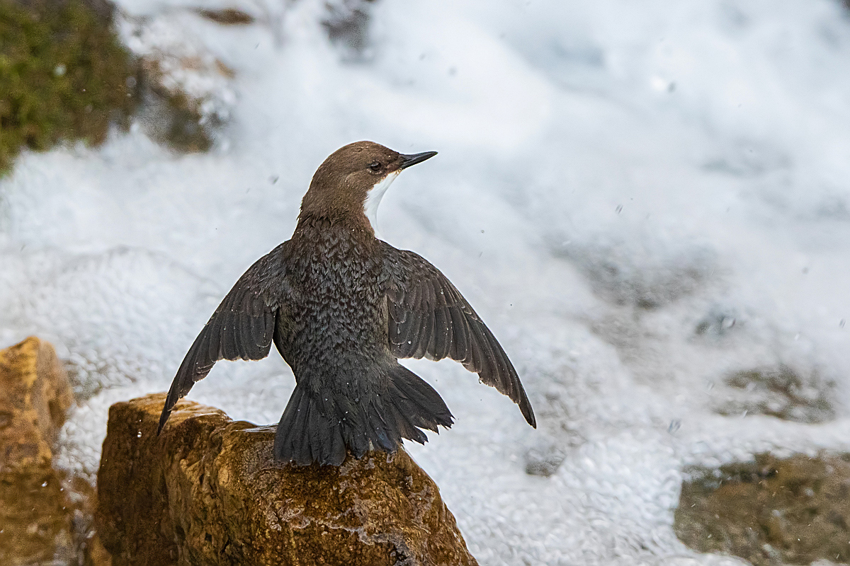 Wasseramsel