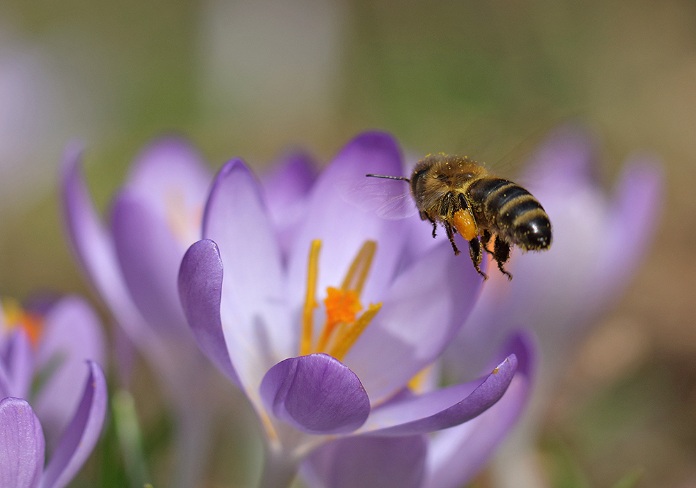der Frühling naht!
