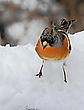 Winterende?Sicher für die Bergfinken
