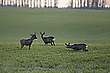 Brunft im März