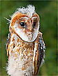 „Schleiereulen-Nestling“