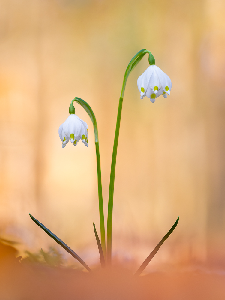 In voller Blüte