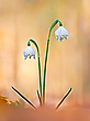 In voller Blüte