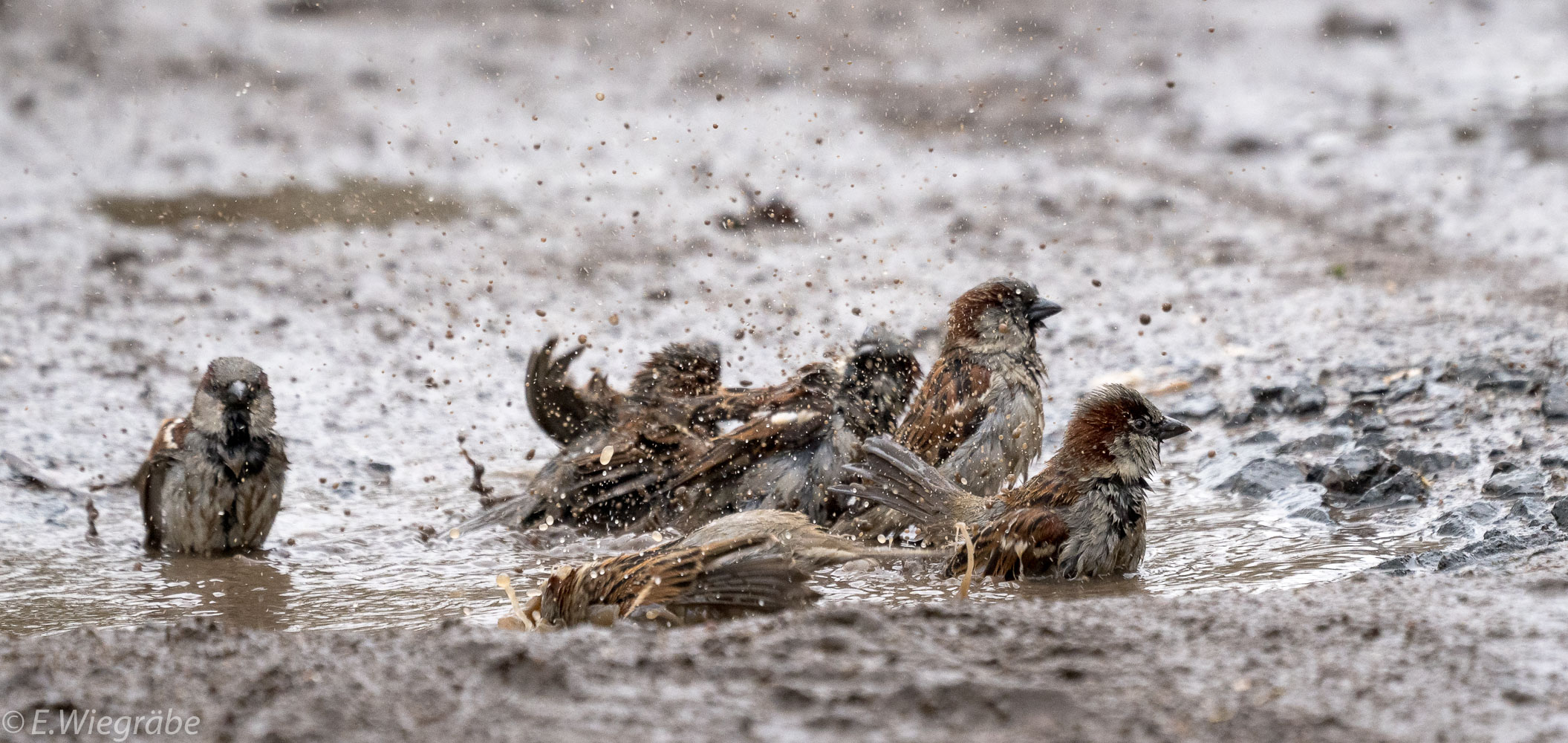 Sperlinge beim Pfützenbad