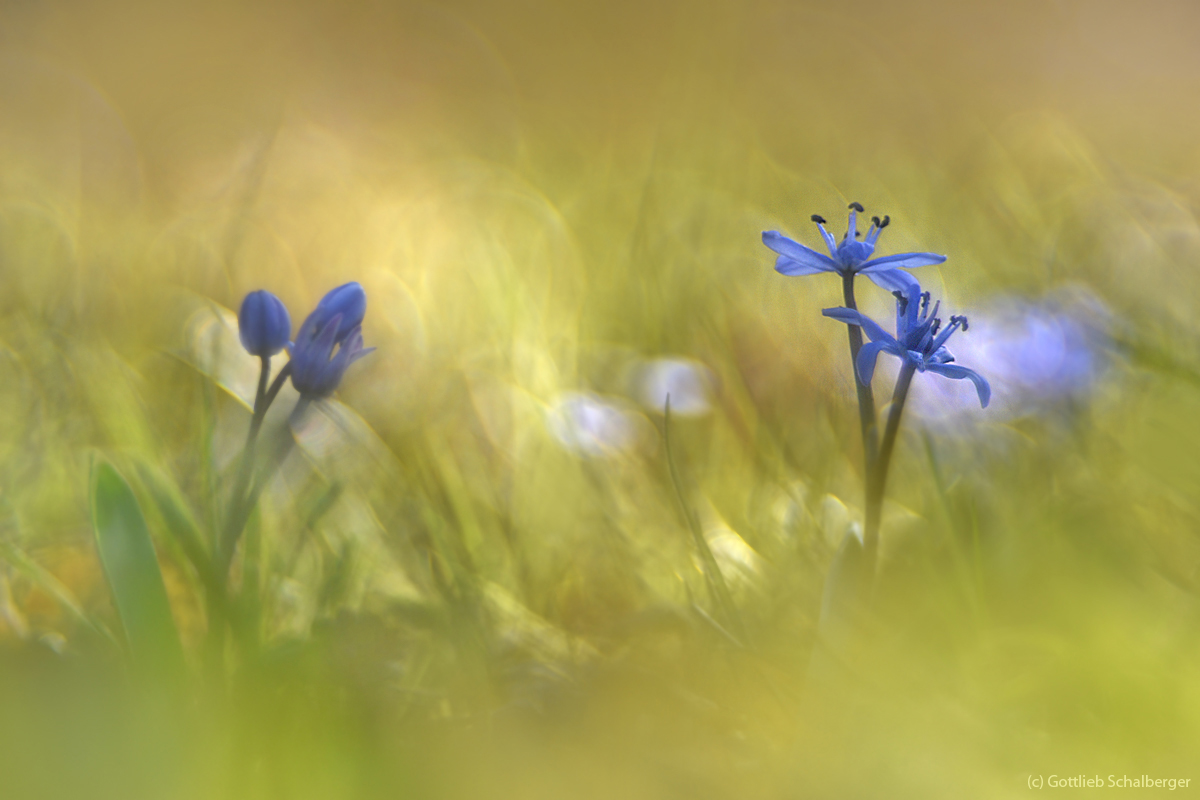 Scilla trioplana