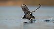 Der Wasserläufer