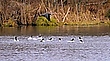 Gänsesägerszene