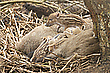 Einblick in die Kinderstube