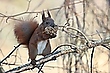 Eichhörnchen beim Kobel bauen