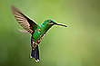 Fliegender Saphir