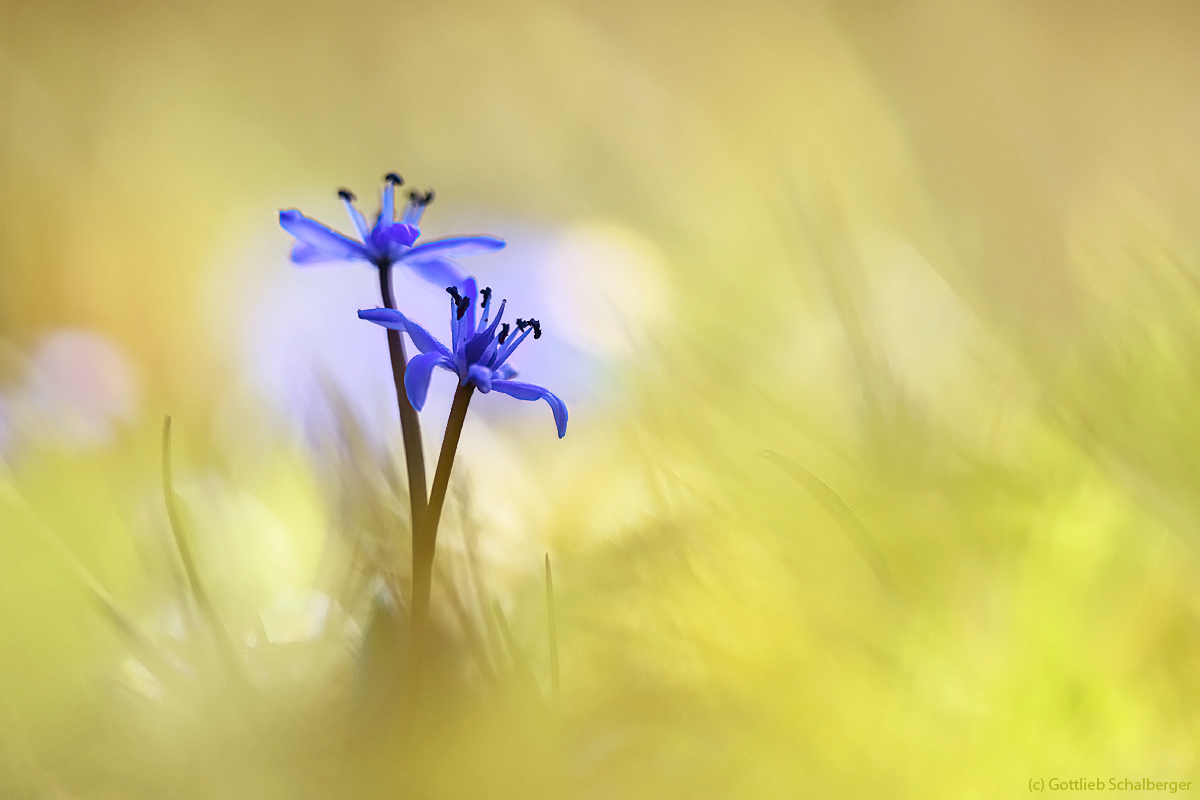 Scilla bifolia