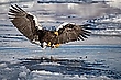 Anflug im Packeis