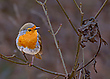 Robin Wood