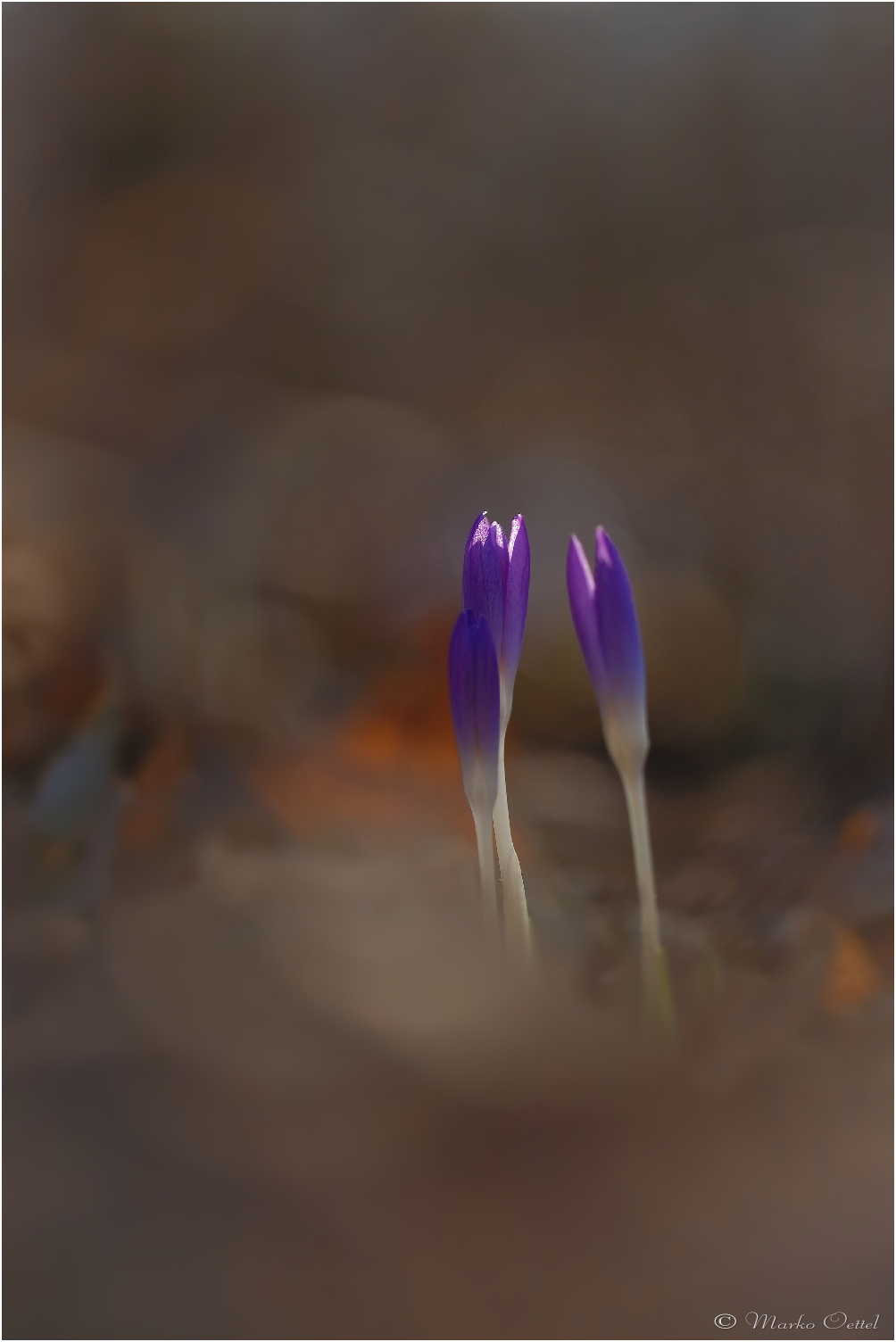 Krokusse (Crocus)