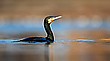 Kormoran