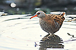 Wasserralle