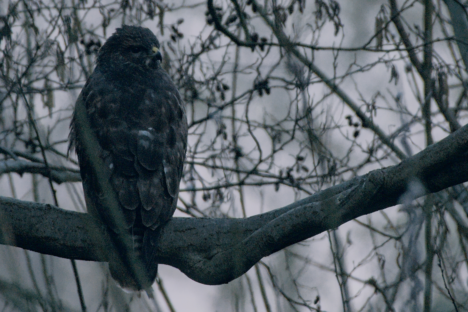 Mäusebussard (?) im Dämmerlicht