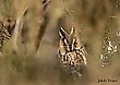 Waldohreule