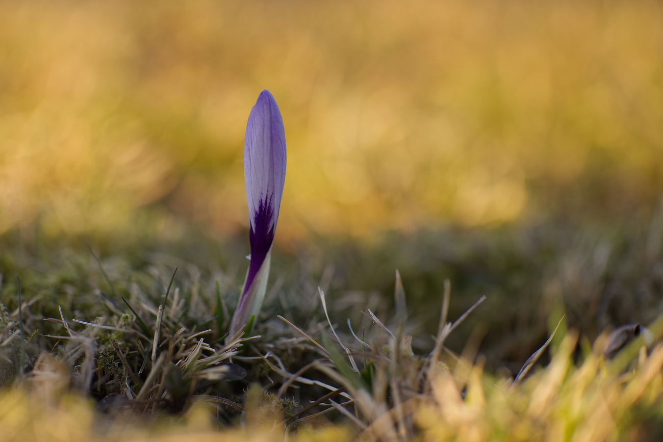 Die ersten Krokusse