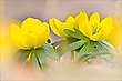 Yellow again